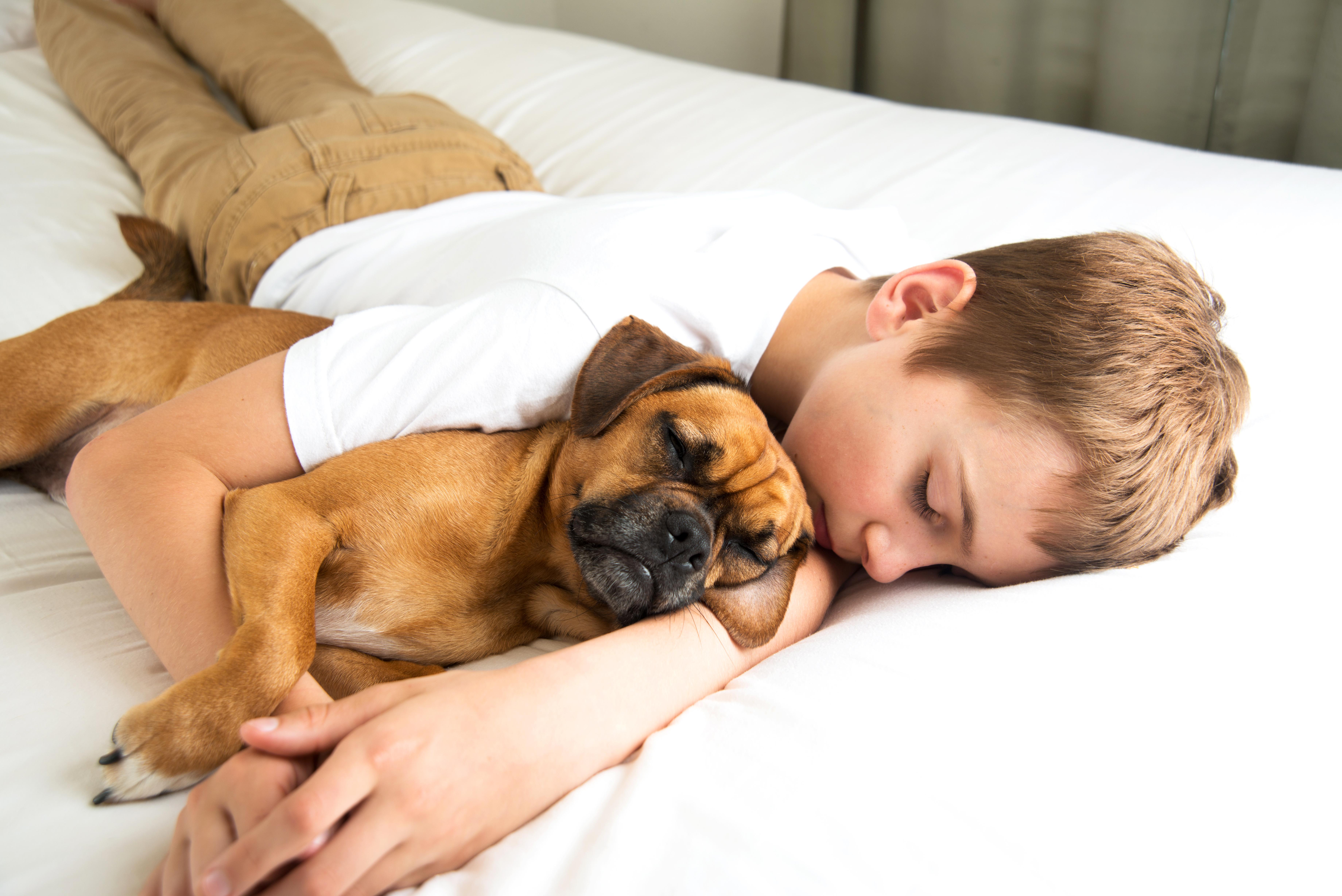 Почему собаки спят на кровати. Сон людей и животных. Сон с питомцем.